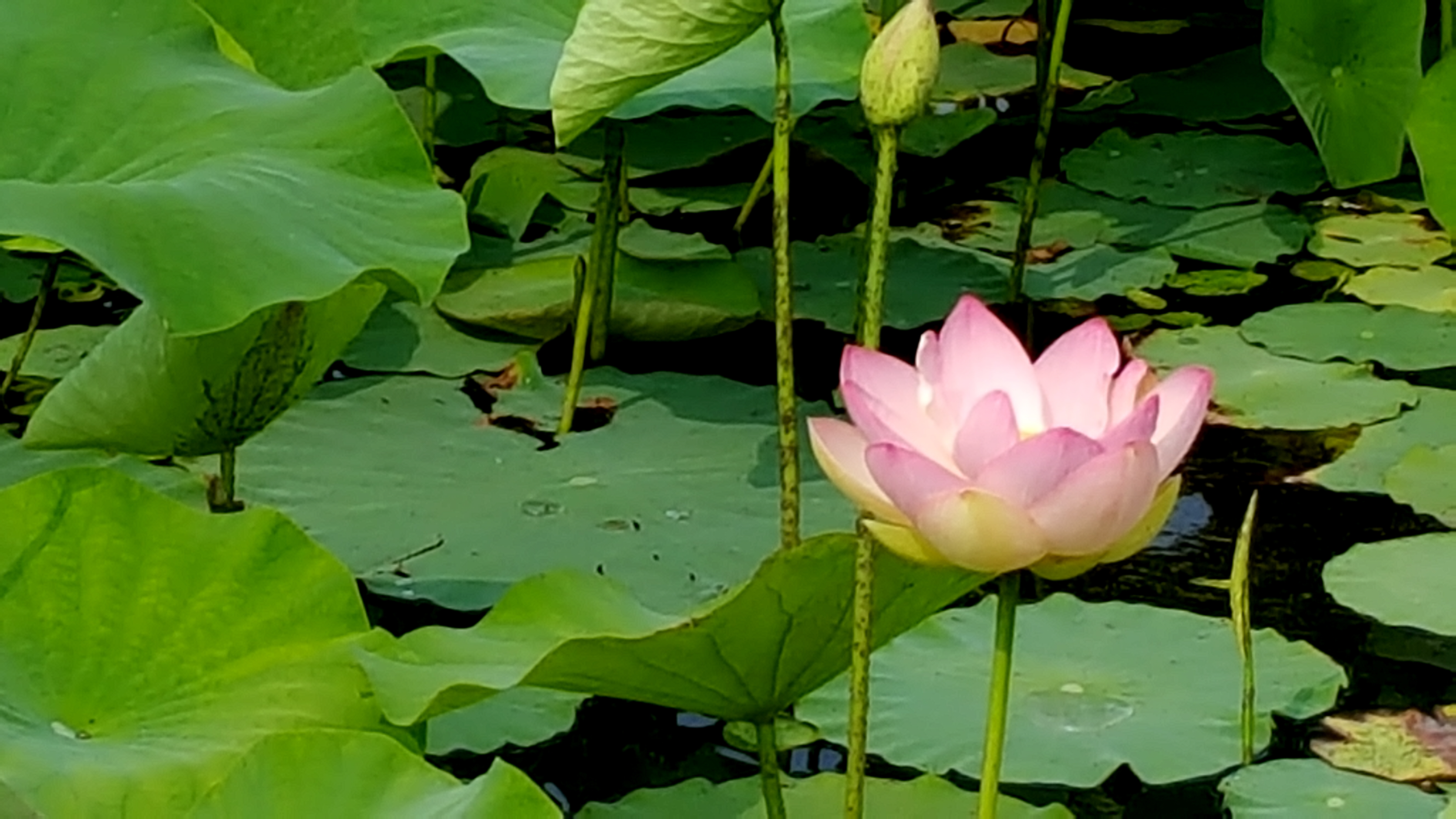 정안천 연못에 피어나는 연꽃이 아름답습니다. 이미지