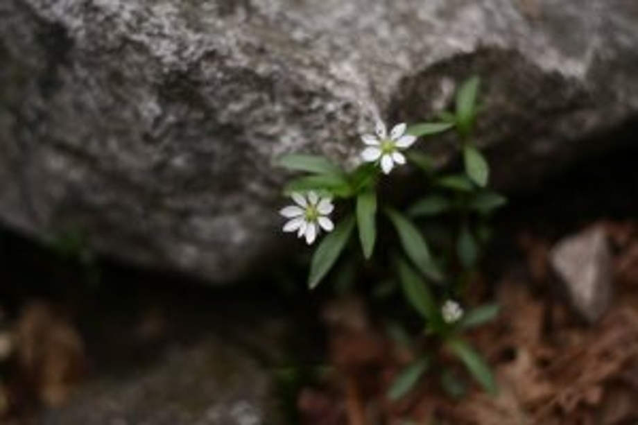 바위틈꽃.jpeg