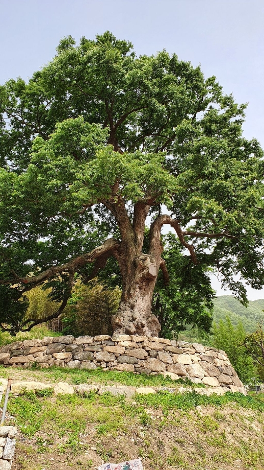 계룡 보호수(느티나무).jpeg