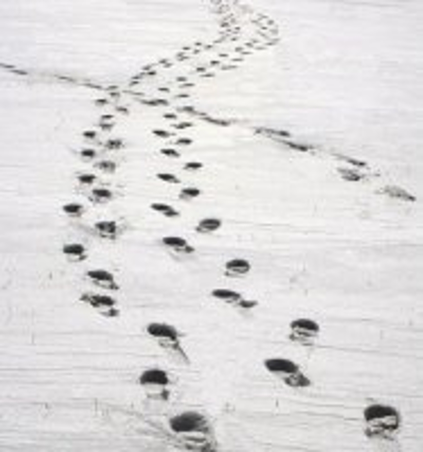 눈위발자국.jpg