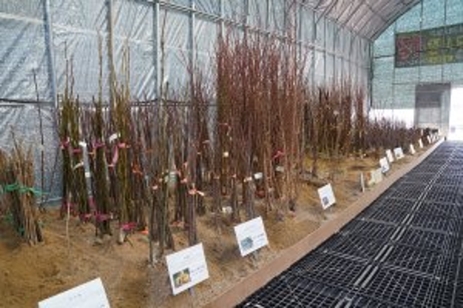 묘목시장.jpg