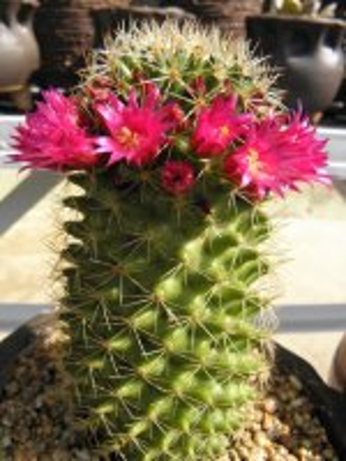 선인장다육이.jpg