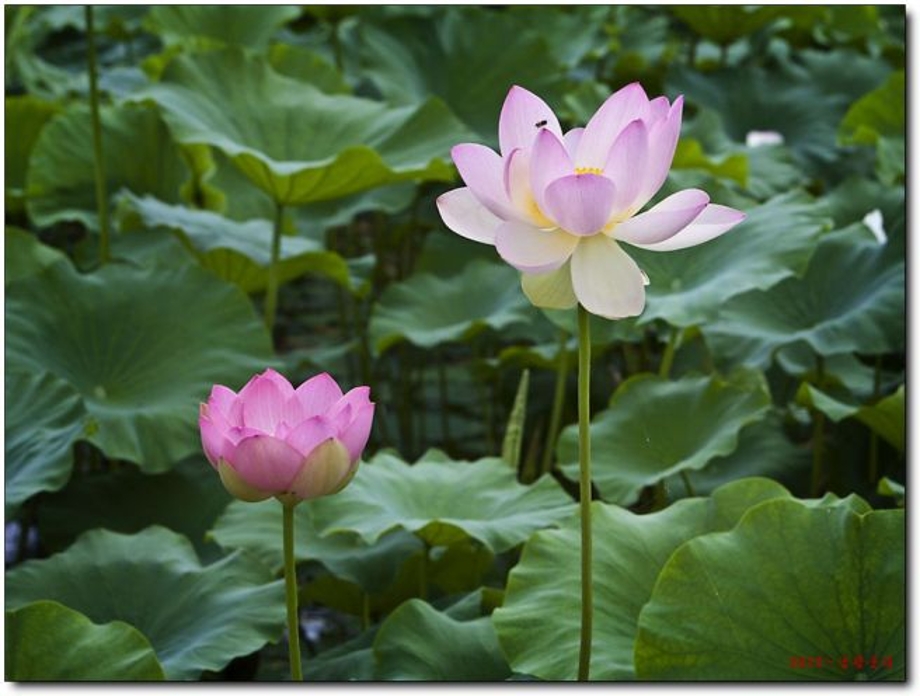 정안천변연꽃.jpg