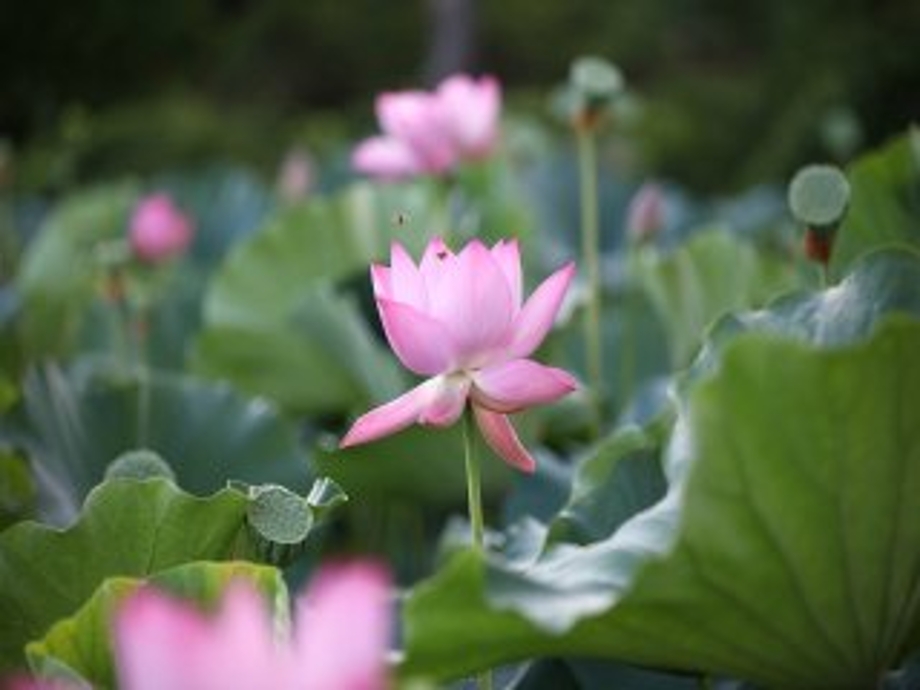 연꽃봉우리.jpg