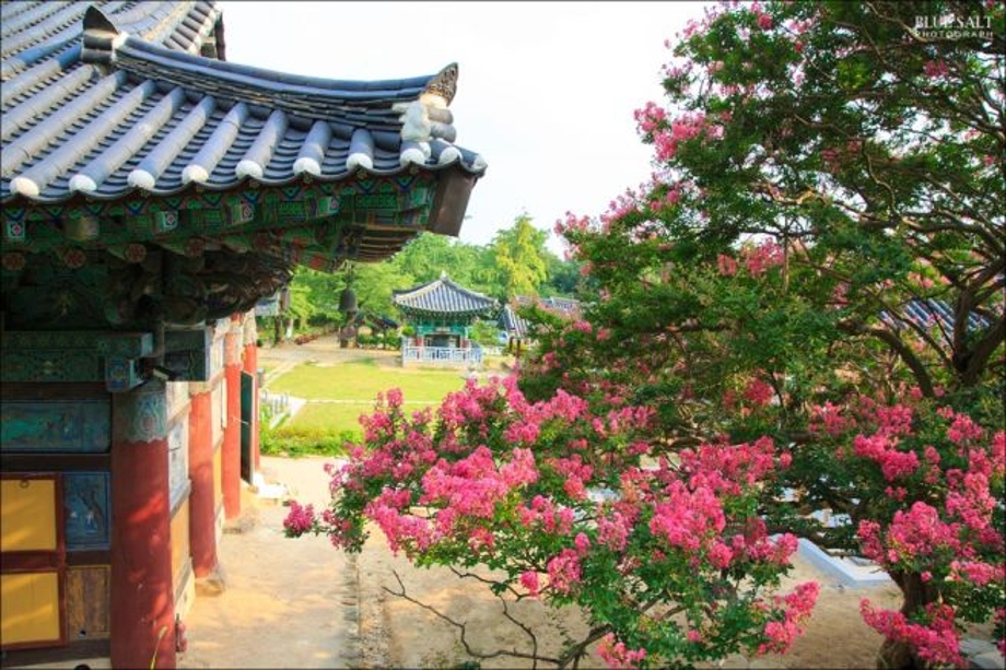 신원사배롱나무.jpg