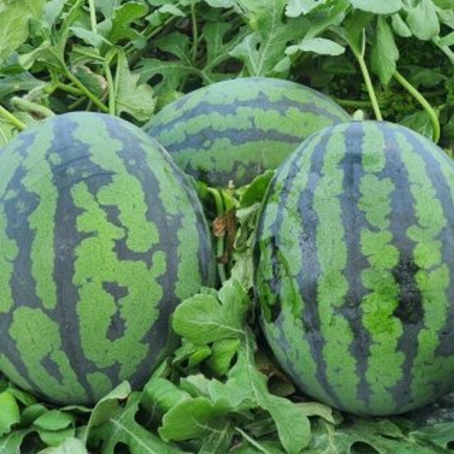 수박넝쿵.jpg
