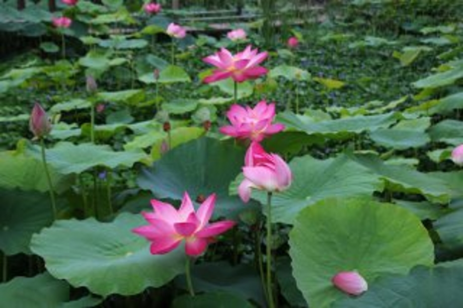 정안천연꽃.jpg