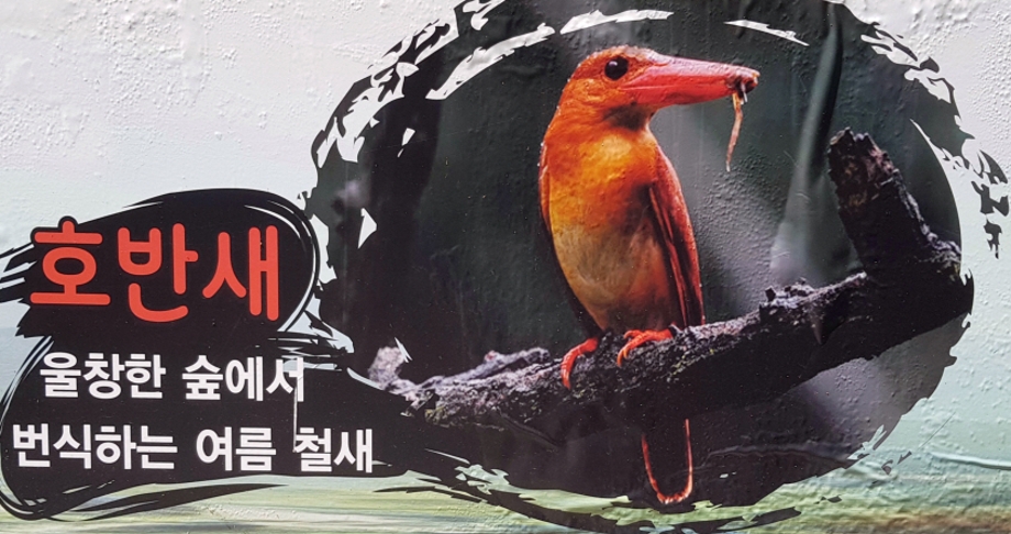 호반새.jpg