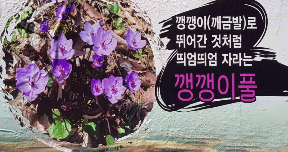 깽깽이풀.jpg