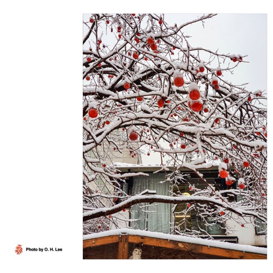 눈덮힌홍시.jpg