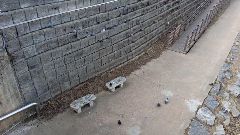 산성2교 비둘기.jpg