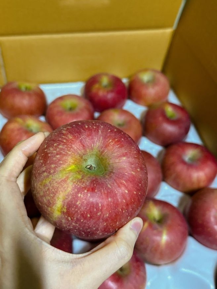 사과보관.jpg