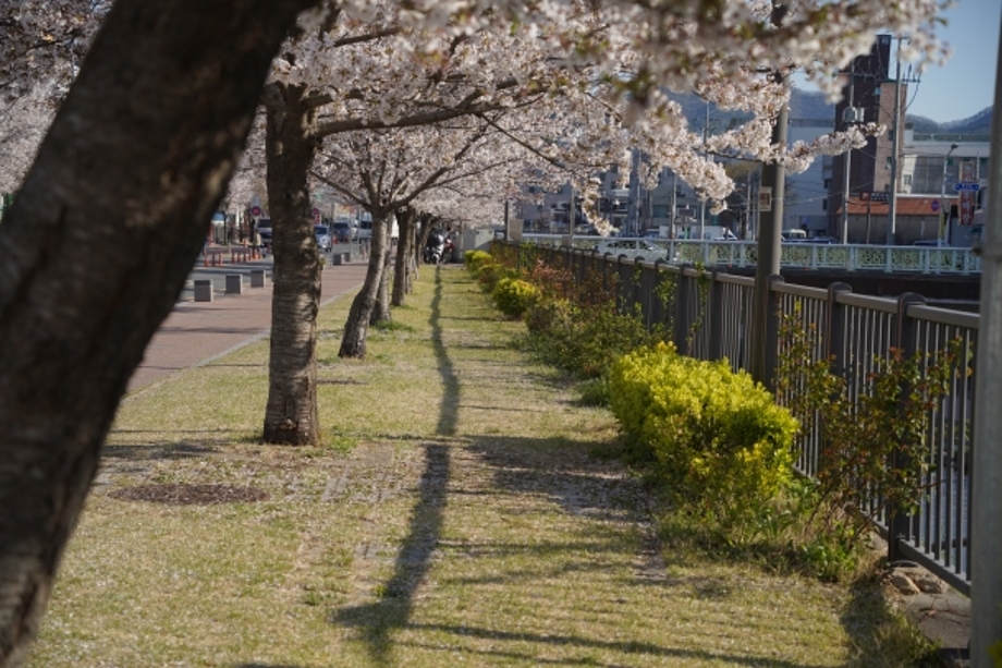 제민천변 벚꽃.JPG