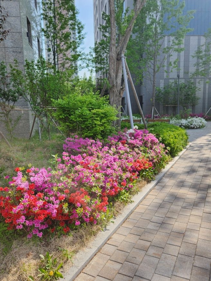 아파트영산홍꽃.jpg