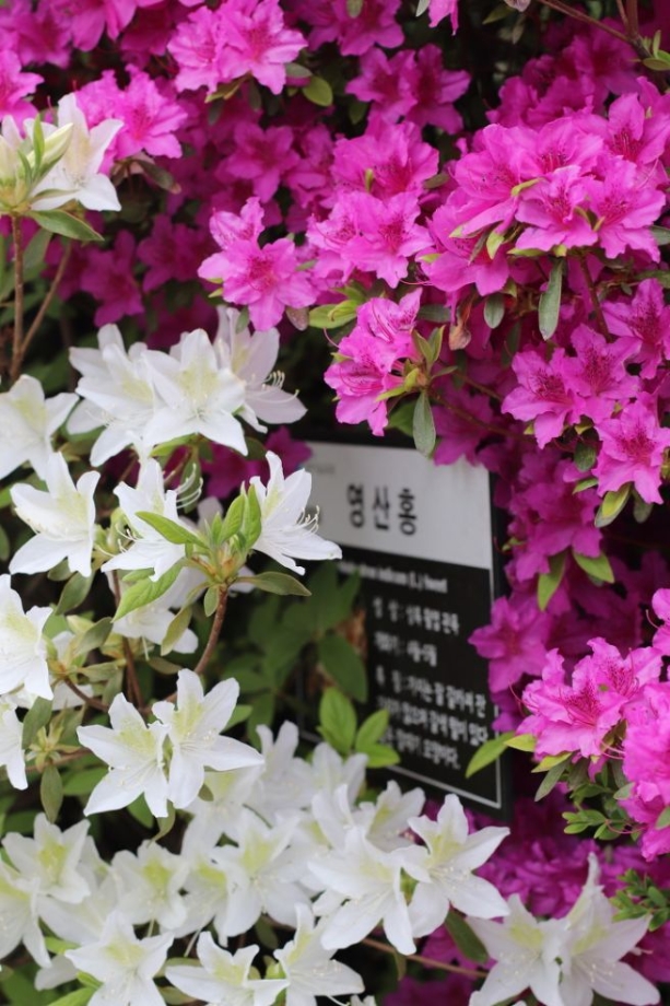 학교영산홍만발.jpg