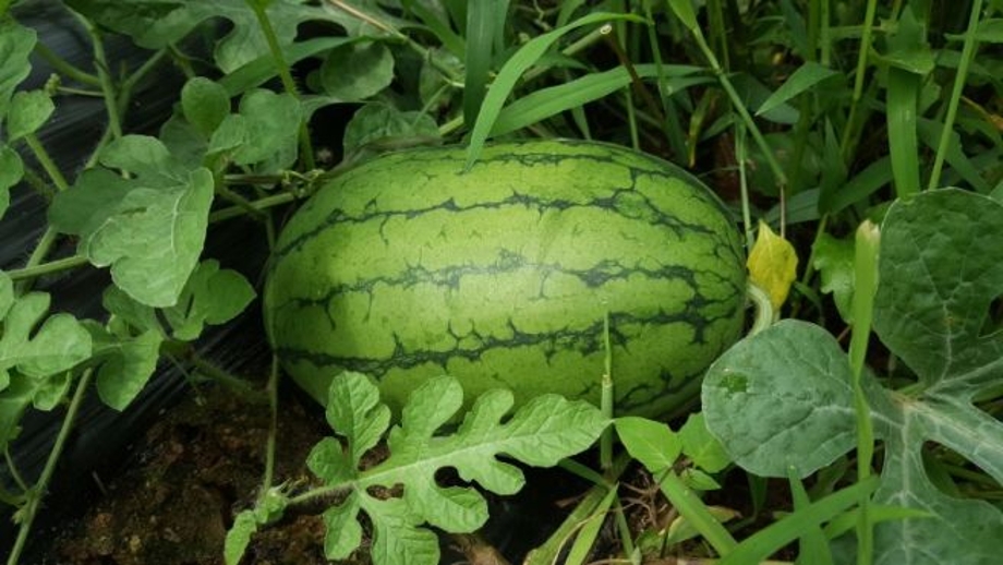 수박기르기.jpg
