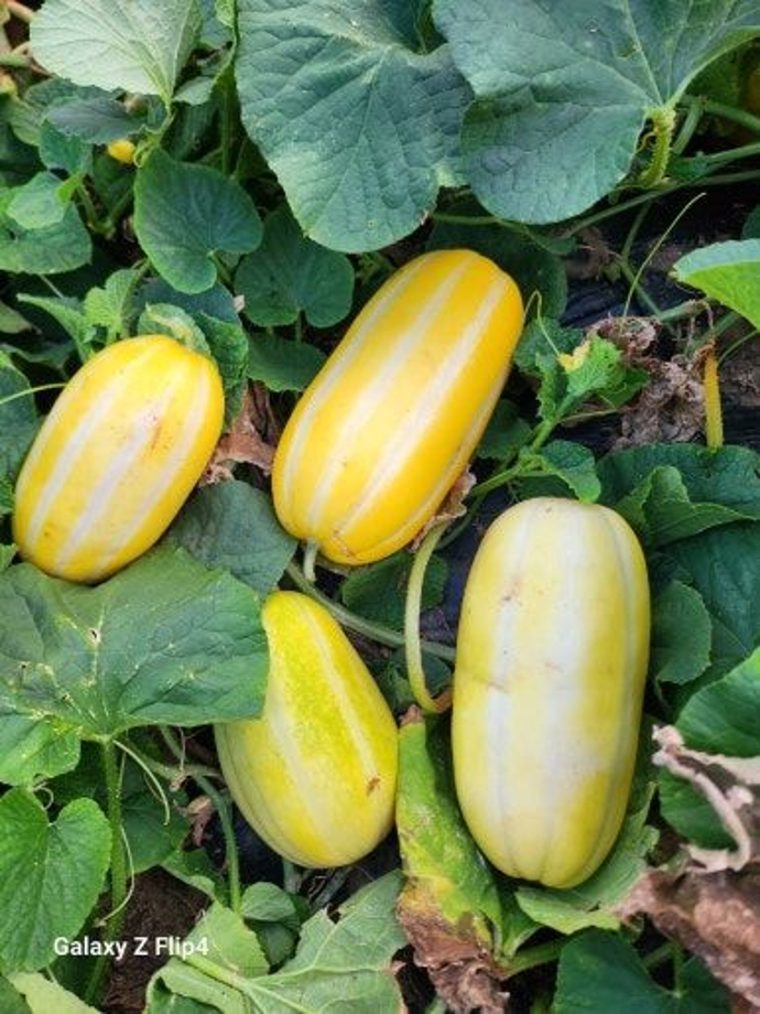 텃밭참외.jpg