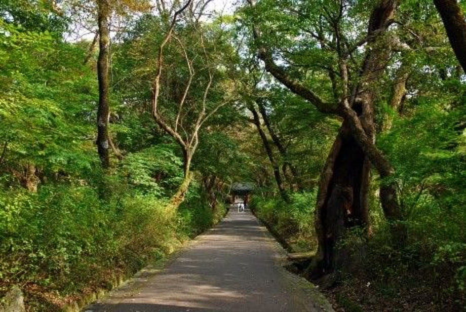 산사의나무그늘.jpg